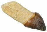 Rooted Crushing Mosasaur (Igdamanosaurus) Tooth - Morocco #266001-1